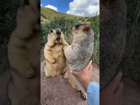 Video: Marmot (baybak) - et verdifullt dyr
