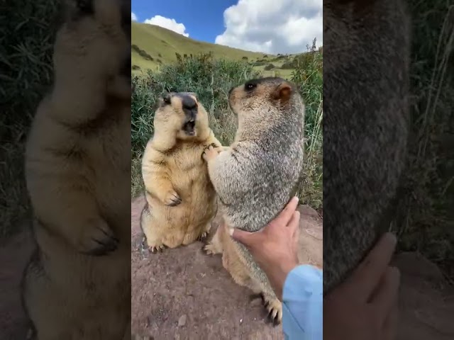 Prairie dog is cute bobak marmot wild animals capybara class=