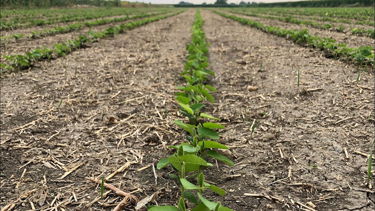 Soya Fasulyesi Yetişitiriciliği ile Eğitim Videolarına Devam Ediyoruz || Soya Fasulyesi Kontrolleri