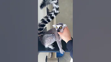 Почему мы не выпускаем кошачьего лемура на улицу? 😮