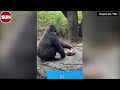CAUGHT ON CAMERA:  Gorilla Mwelu celebrates 40th birthday at Memphis Zoo