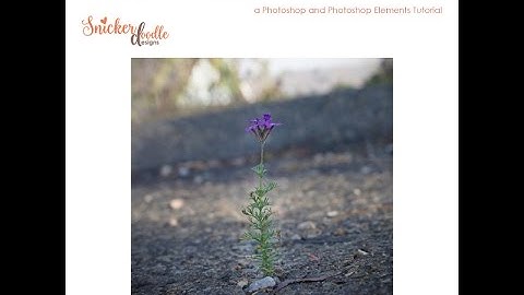 Adding a Vignette in Photoshop and Photoshop Elements