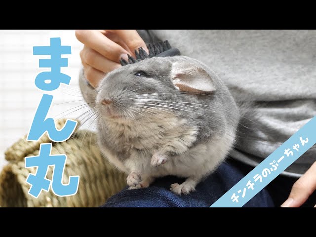 ブラッシングでまん丸になるチンチラが可愛い！Funny and Cute Chinchilla