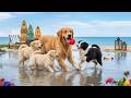 12 Hours of Dog TV 🐕 Calming Music for Dogs 🎵 Dog Videos Designed for Calm and Happy Pets