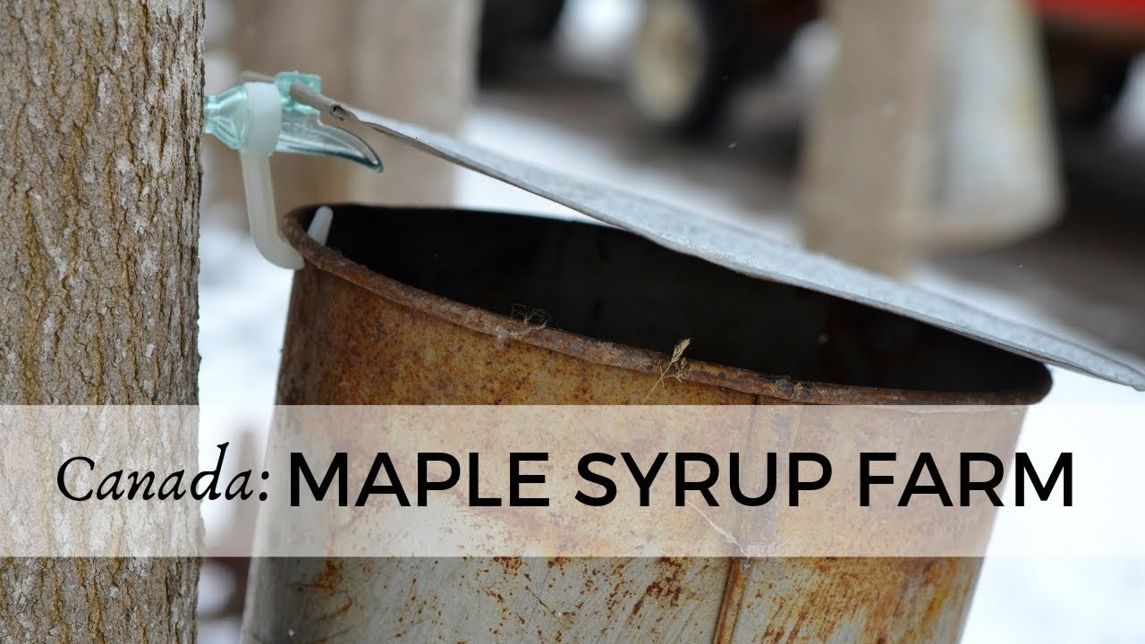 visit maple syrup farm canada