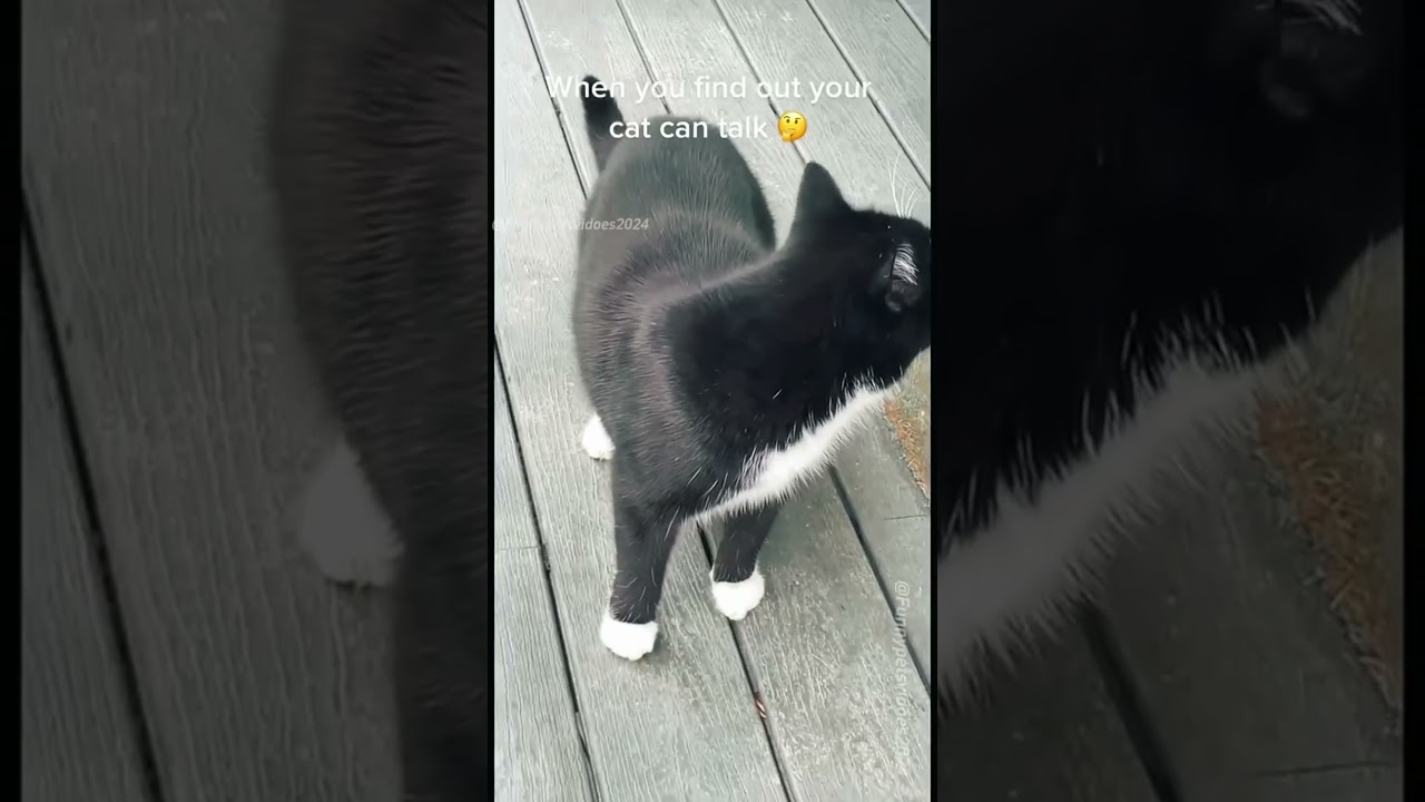 cat video