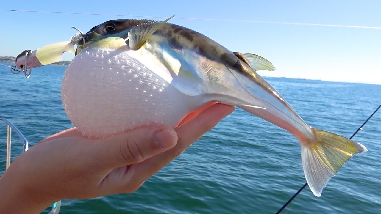 Это огромное количество загадочных иглобрюхов. На самом деле это очень вкусно!