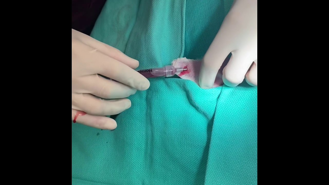 Ear Hematoma Repair Teat Cannula Placement YouTube