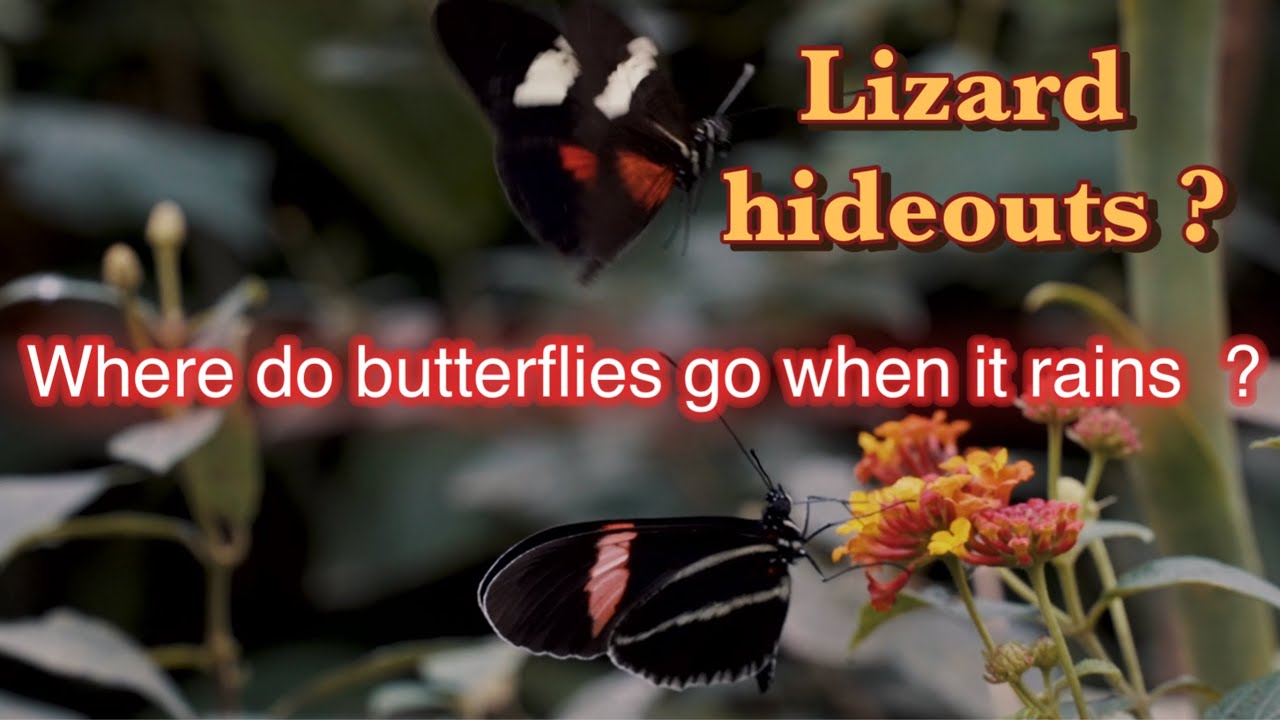 where-do-butterflies-go-when-it-rains-sharing-crevices-with-lizards