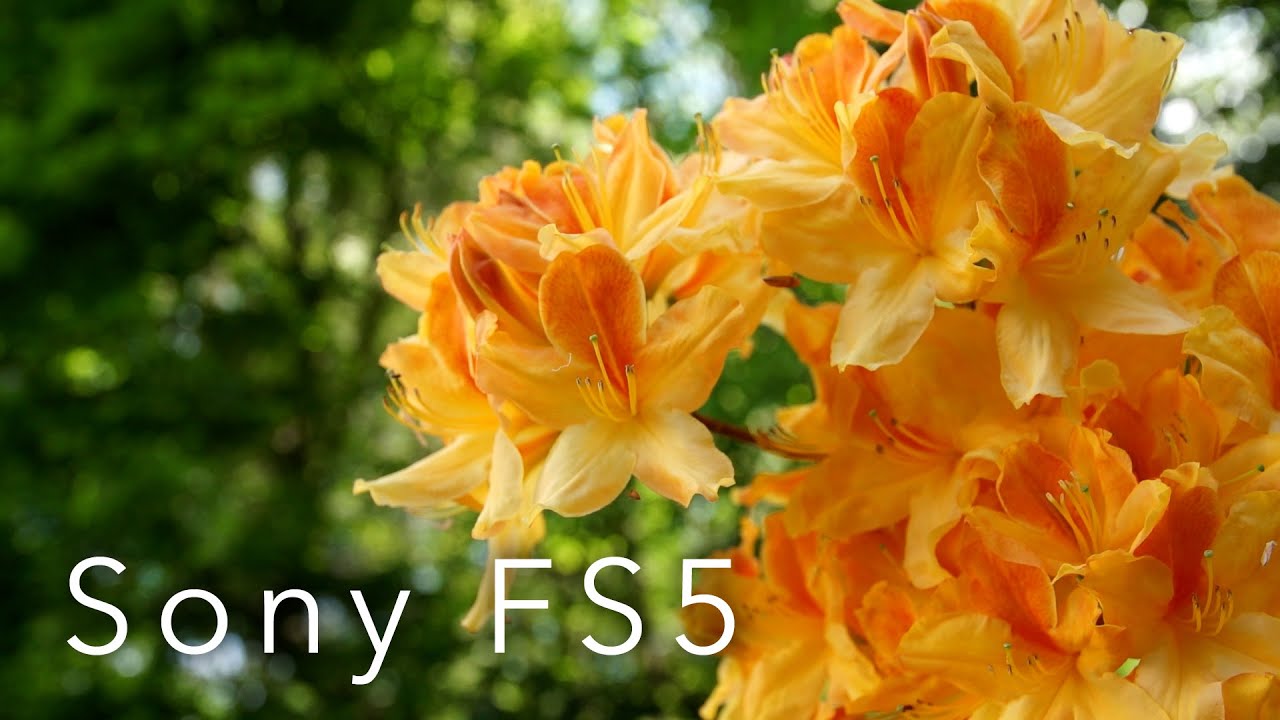 In the Garden - SONY FS5 - Slow Motion Incredible Camera