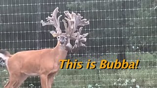 BIG BUCKs! Watching Giant Deer Antlers Grow!