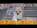 元悪徳ペットショップだった保護施設に潜入した日に噛むポメラニアンが保護されました