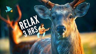 Relaxing Guitar Music - Long | Reflect and Let Go of Stress | Focus & Meditate