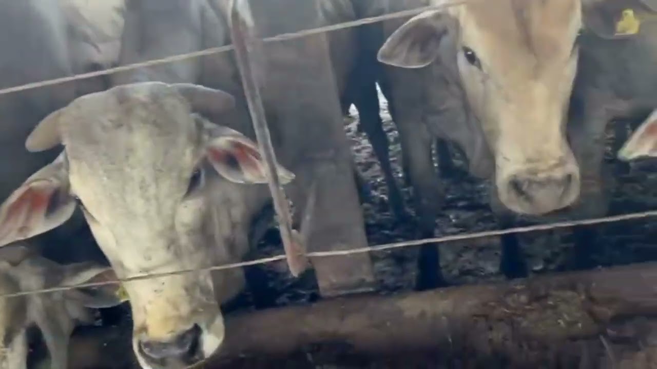 Alimentação de Bovinos em Confinamento -Fazenda Tela Viva Março 2026