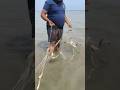 কারেন্ট জালে সাথে টেংরা মাছ ফাসে ফাসে। #shorts #fishing #viral #trending