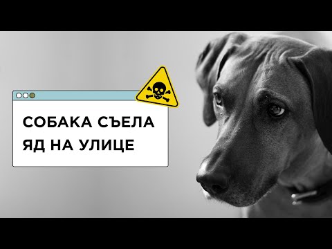 ЯД на улице! Первая помощь собаке при изониазиде и крысином яде. Ответ ветеринара