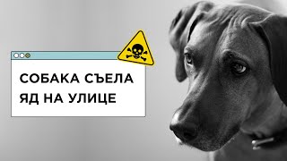 ЯД на улице! Первая помощь собаке при изониазиде и крысином яде. Ответ ветеринара