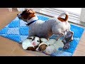 Mommy Jack Russell Dog Giving Birth To 5 Cute Puppies