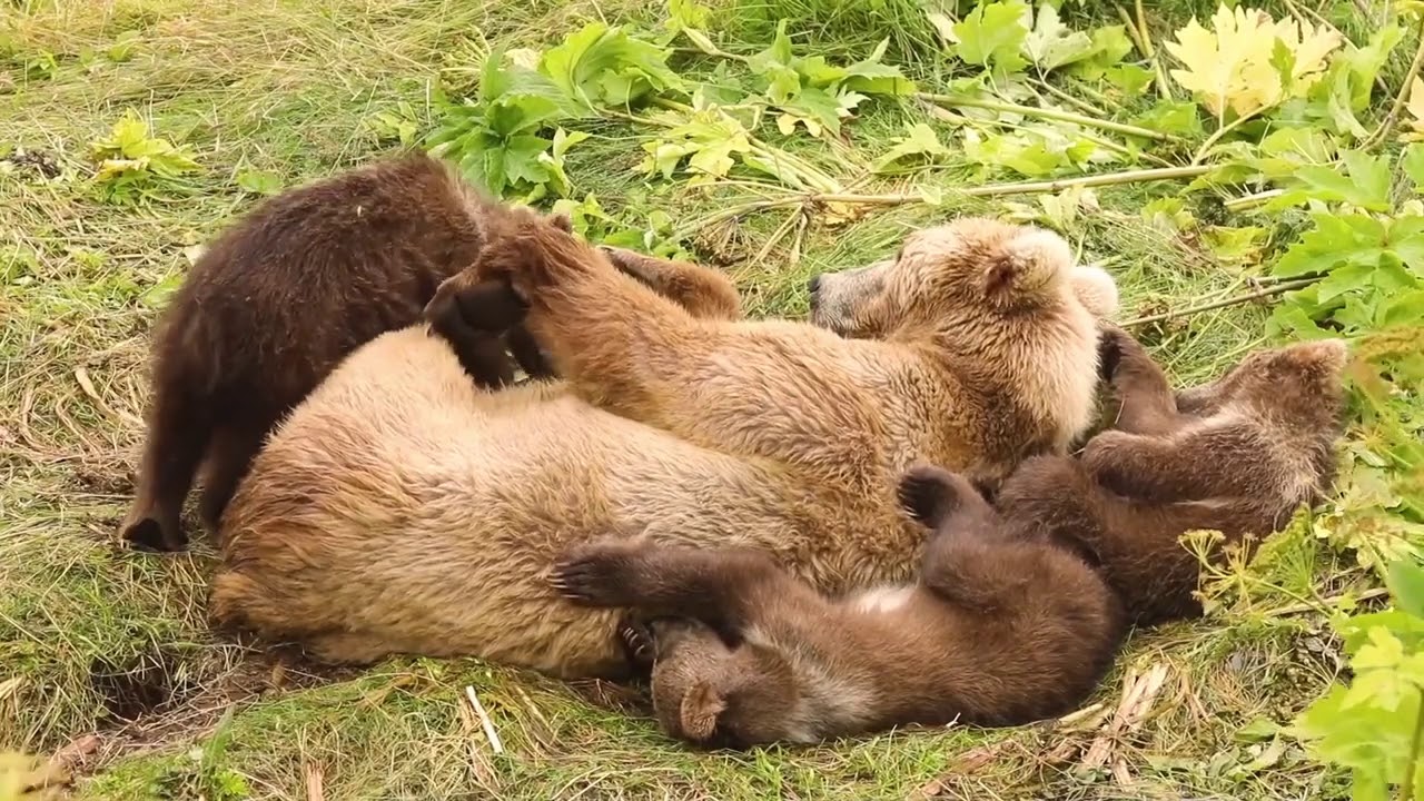 Adorable Video Shows Bear Cubs Purring in Den, Snuggled next to Mom