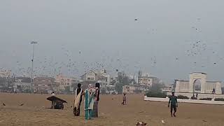Chennai Besant Nagar Beach Pigeons / சென்னை பெசண்ட் நகர் கடற்கரையில் புறாக்களின் அழகு