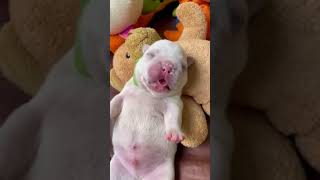 cute puppy ? likee fyp tiktok sub shot shots dog trending fypシ foryou viral content fy