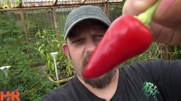 Rosemary Pepper | capsicum annuum | Pod Review 2018