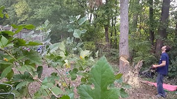 Cutting down 70 foot black locust tree