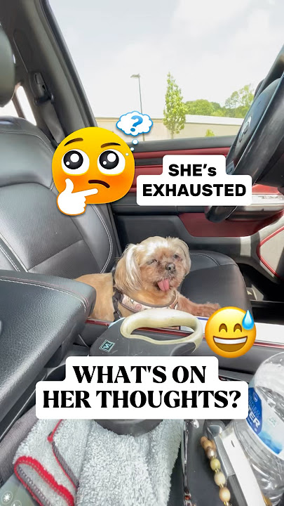 Pup Worn out!😅