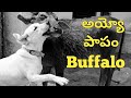   buffalo  hard talking   upendragani