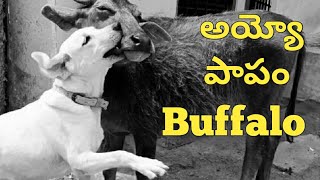 అయ్యో పాపం Buffalo | Hard Talking 🤣 | @upendragani