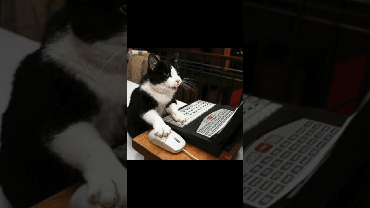 Amazing Website for Single Boys 