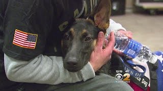 Veteran Surprised With Service Dog At Giants Game