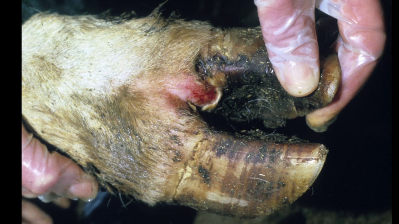 Foot-and-mouth disease vaccine trial on cows - YouTube