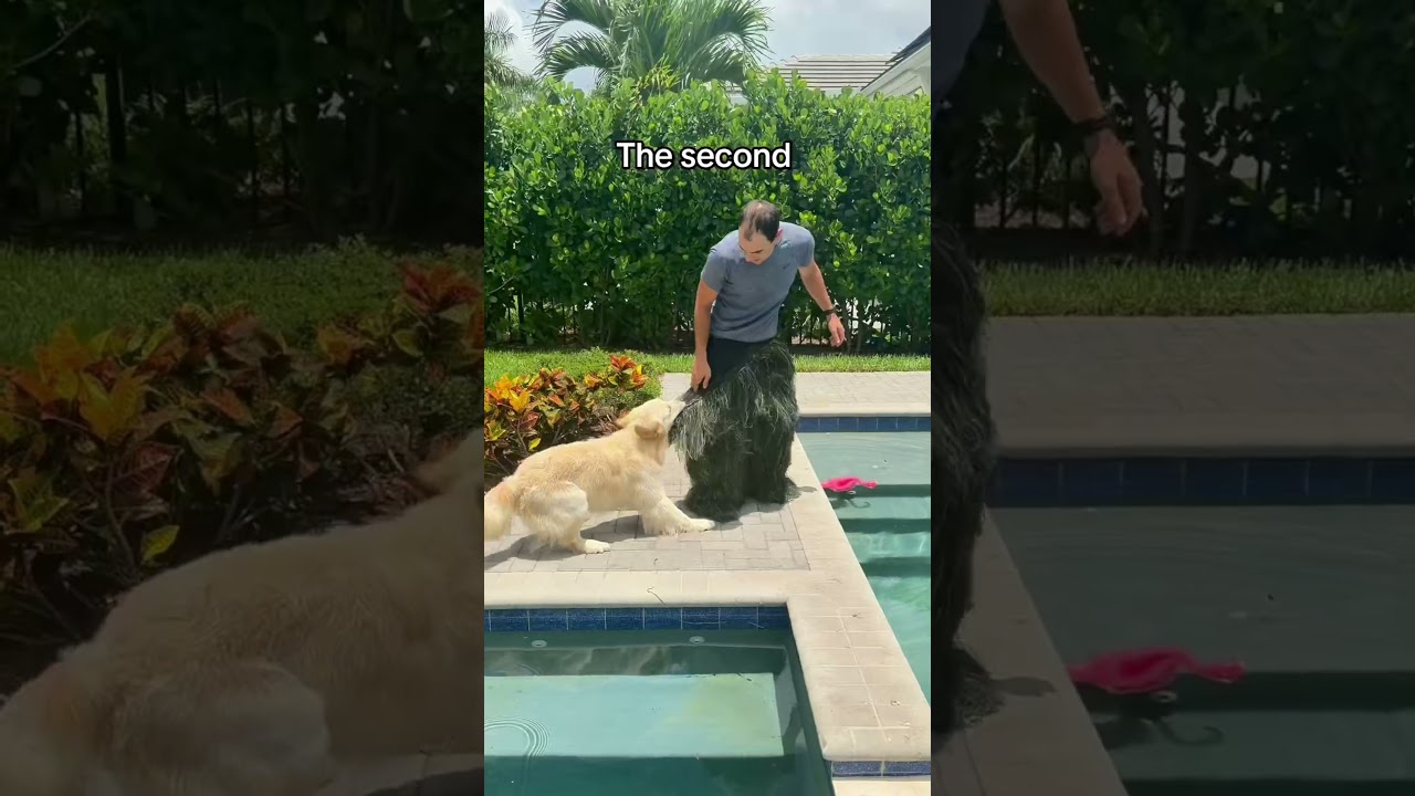 It’s always the second one… #dogs #goldenretriever #puppy
