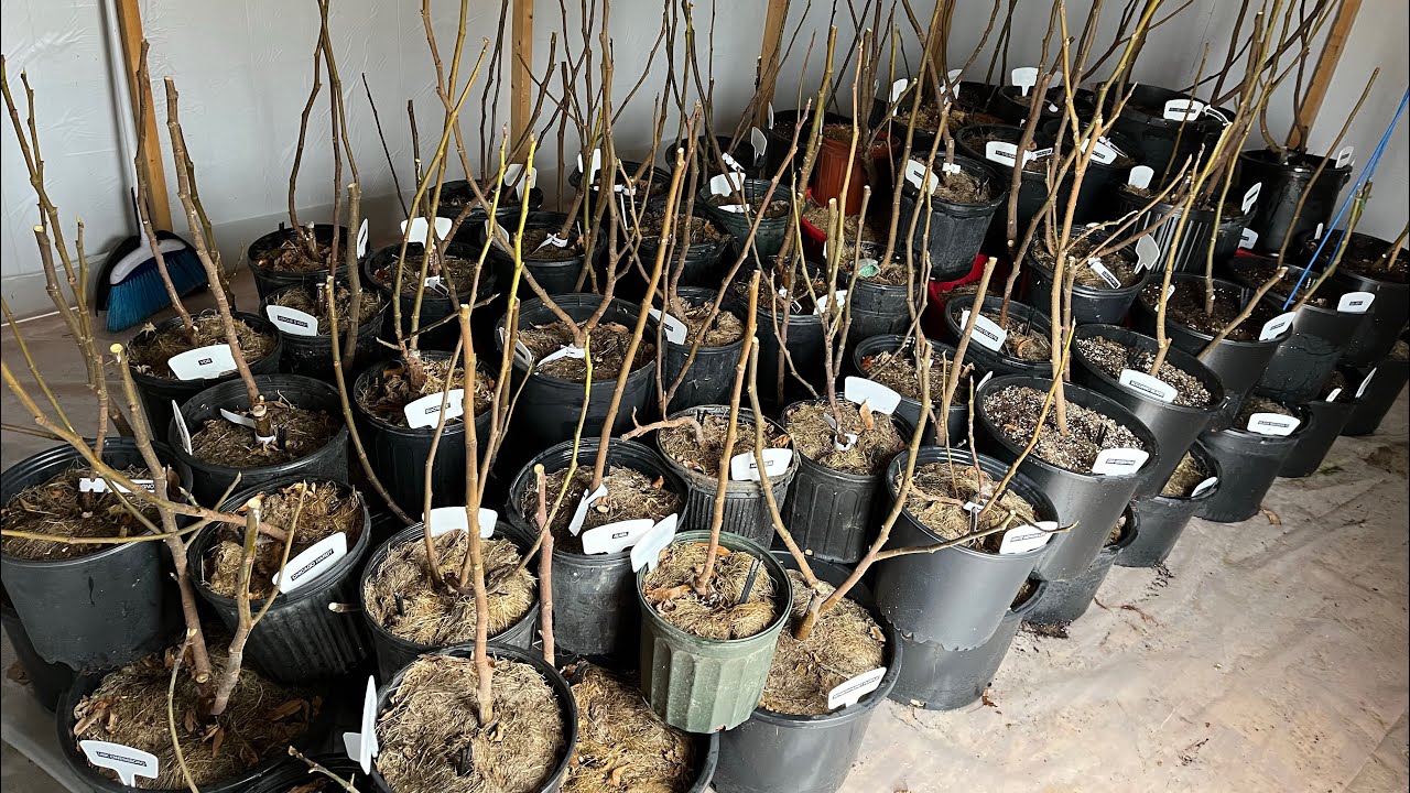 Fig tree Winter Storage Update January 28, 2024