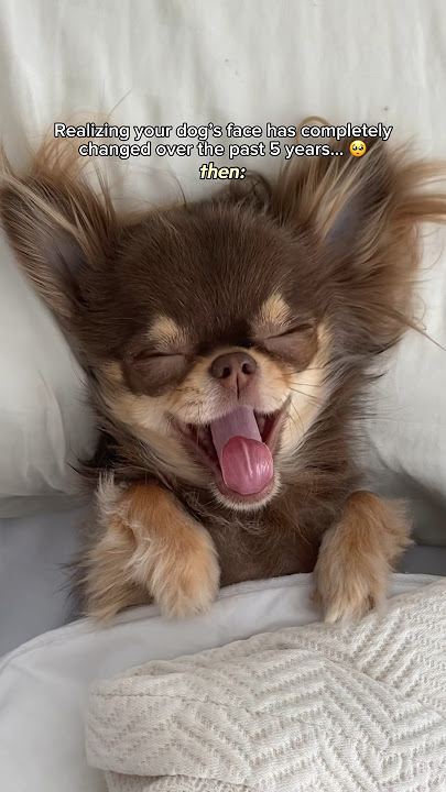 Chihuahua Transformation: Unbelievably Cute 🥹❤️