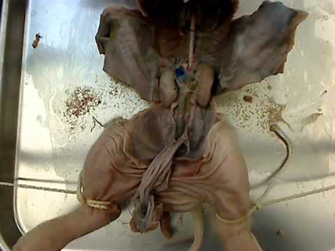 fetal pig reproductive and urinary - YouTube