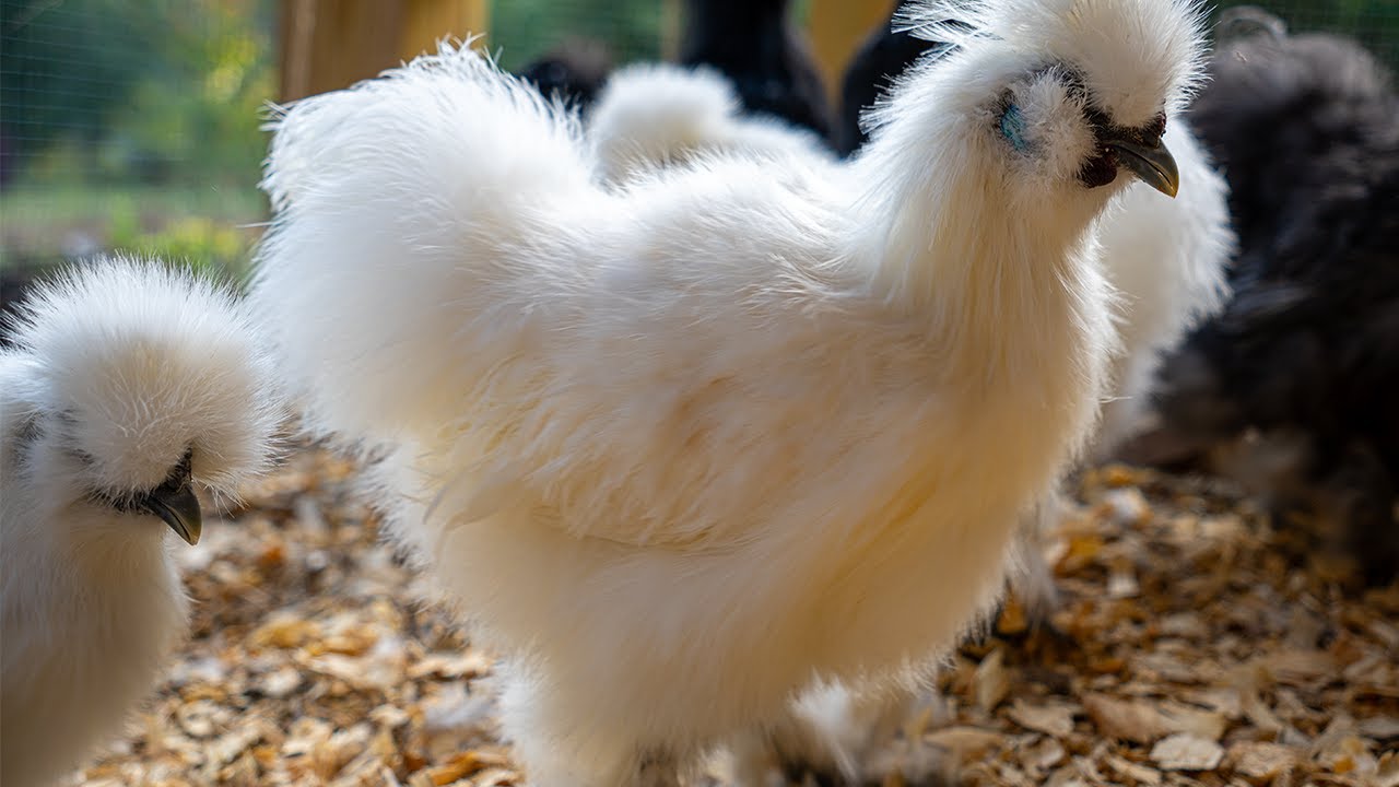 LIVE Silkie Coop Cam: Young Fluffballs Start Their Day