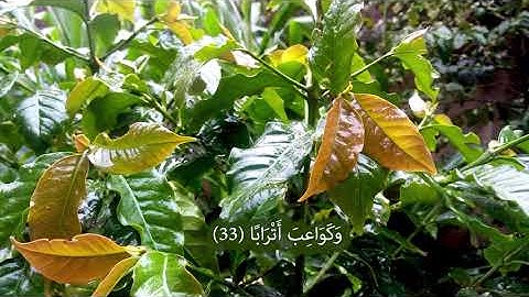 سورة النبا عم يتساءلون