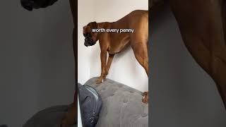 Funny boxer dog #boxerdog #dog #shorts