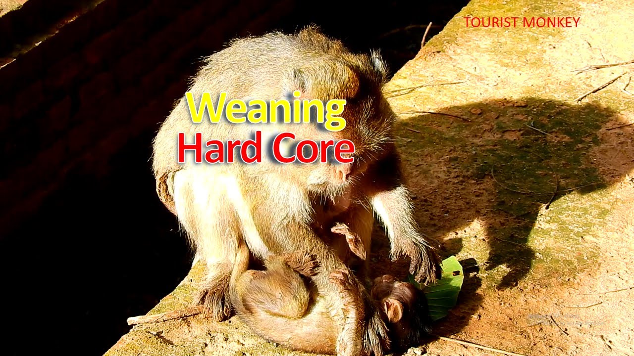 Breaking Heart! Bertha weaning and bite bay's hand so hard, Hard core ...