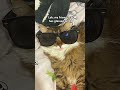 #cat #catwithglasses #glasses #with #XD #lmaolol #funny #cute #cutecat her name is Mot btw the cat