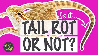 How to treat Tail rot in Bearded Dragons?  Does my Beardie have tail rot?  Cookies Critters