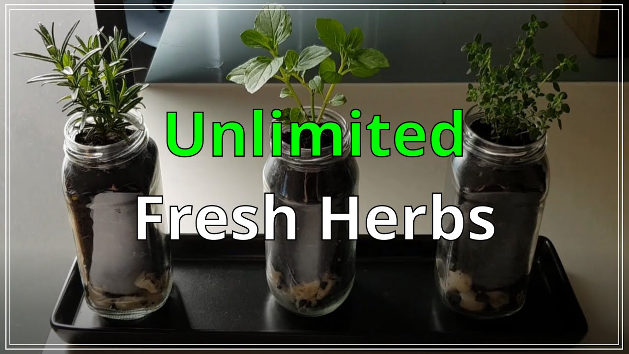UNLIMITED Fresh Herbs How to DIY Herb Garden YouTube