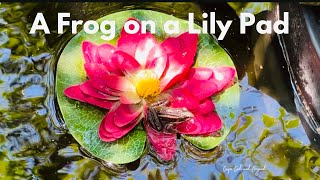 Full Video Froga Paradise A Day On The Lily Pad