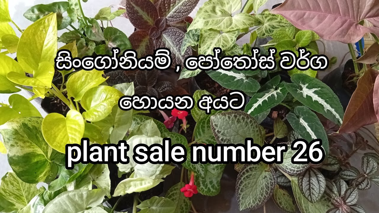 සිංගෝනියම් , පෝතෝස් හොයන අයට | plant sale number 26 | 0707475222 ( Sri Visithuru Plant Nursery )
