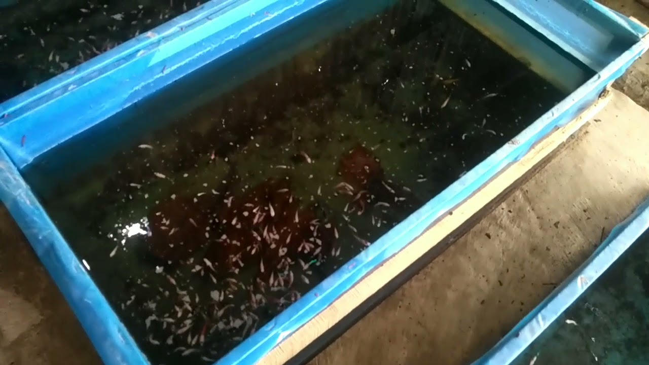 TERNAK IKAN CUPANG 