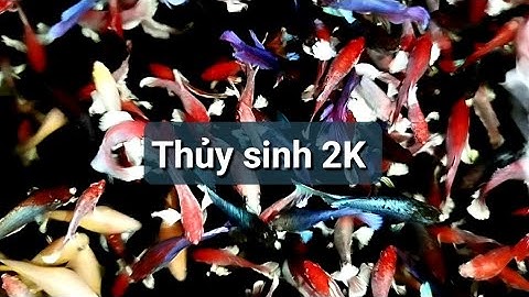 Cá Betta Thủy Sinh Nhiều Màu Sắc Đẹp Giá Rẻ chỉ từ 2K một con