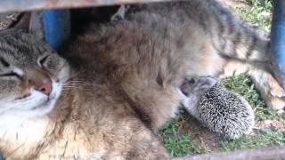 Приколы. Ежика кормят Приколы. Ежика кормят