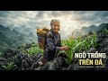 Ngô Trồng Trên Đá - Bản Remix Cực Cháy Về Ý Chí Người Vùng Cao Tây Bắc